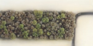 Into the Woods no. 4, oil on board, 15cm x 30cm, 2008